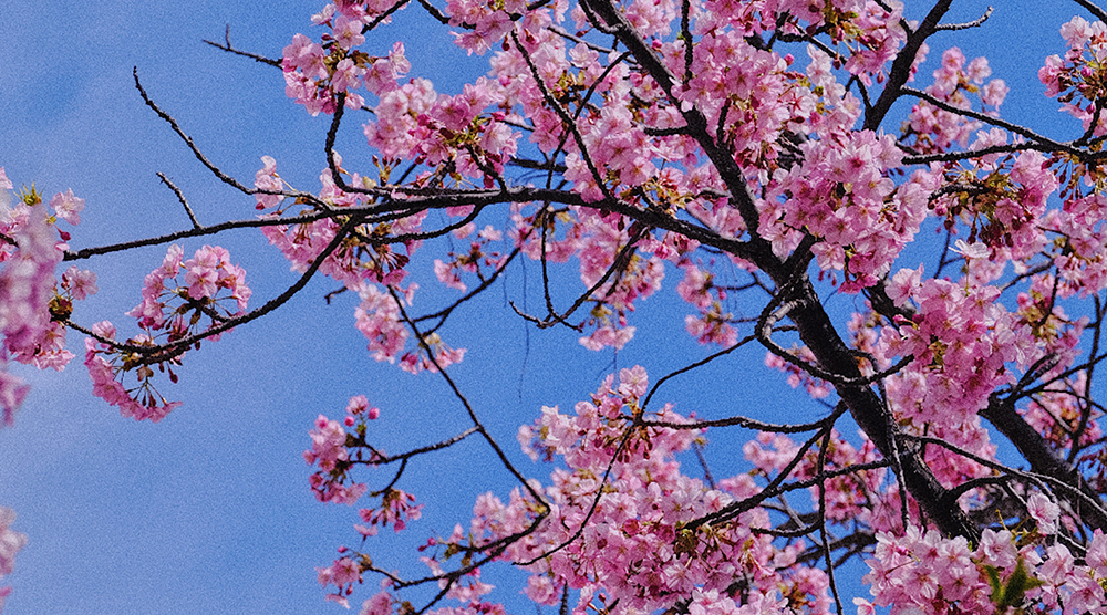 今日春分|美好正当时